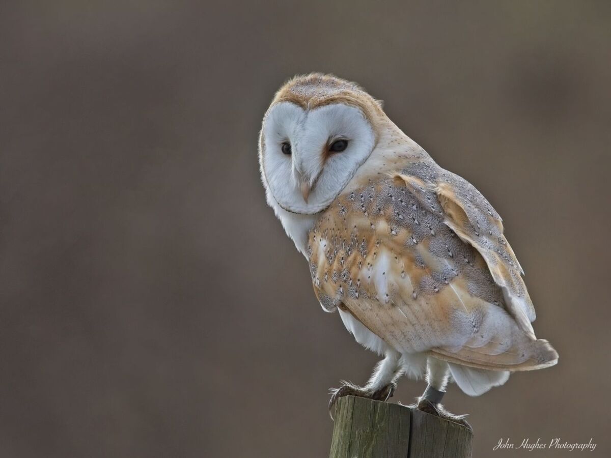Barn owl
